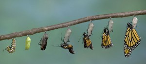 Metamorphosis